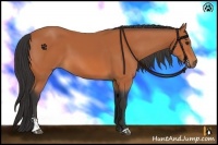Horse Color:Bay Sabino 