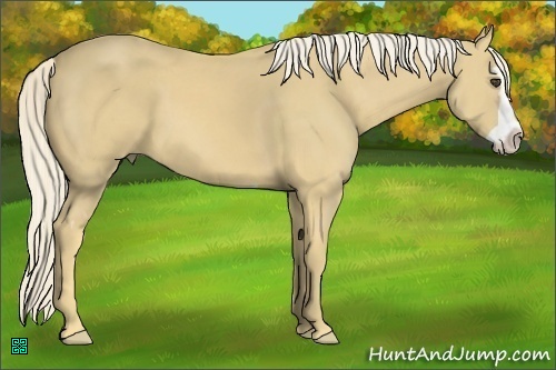 Horse Color:Palomino Splash Frame 