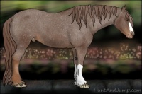 Horse Color:Liver Chestnut Appaloosa 