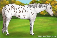 Horse Color:Liver Chestnut Sabino Tobiano Blanket Rabicano