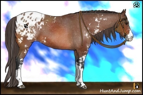 Horse Color:Bay Sabino Appaloosa 