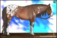 Horse Color:Bay Sabino Appaloosa