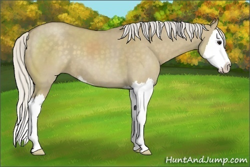 Horse Color:Silver Smoky Grullo Sabino Splash 