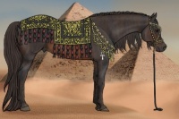 Horse Color:Brown Rabicano Brindle