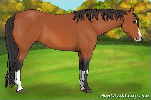 Horse Color:Bay Splash Frame