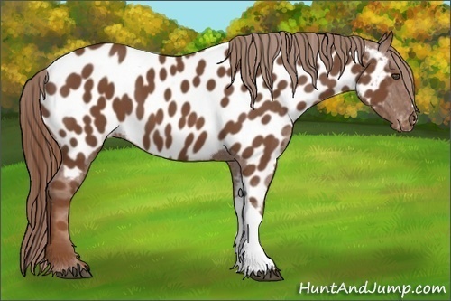 Horse Color:Chestnut Near Leopard 