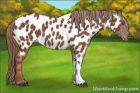 Horse Color:Chestnut Appaloosa 