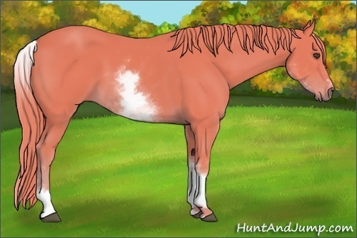 Horse Color:Watercolor White Spotted Chestnut Sabino 