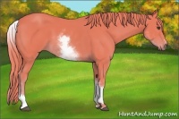 Horse Color:Watercolor White Spotted Chestnut Sabino 