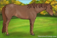 Horse Color:Red Roan Frame