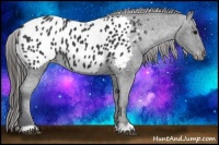 Horse Color:Black Blanket 