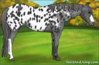 Horse Color:Black Appaloosa 