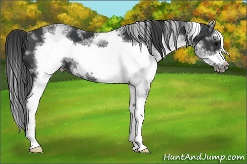 Horse Color:White Spotted Black Splash Frame