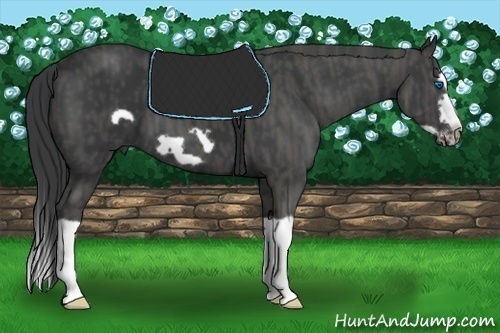 Horse Color:Black Splash Frame Brindle