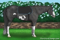 Horse Color:Black Splash Frame  Brindle