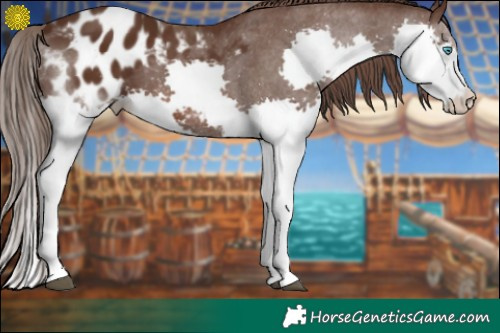Horse Color:Liver Chestnut Splash Appaloosa 