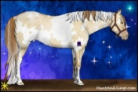 Horse Color:White Spotted Red Dun Roan Pearl 