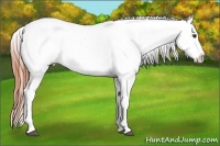 Horse Color:Bay Dun Tobiano Snowcap Rabicano