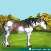 Horse Color:Brown Splash Rabicano  Brindle