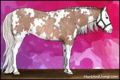 Horse Color:White Spotted Silver Bay Roan Splash Rabicano 