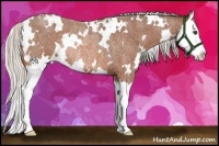 Horse Color:White Spotted Silver Bay Roan Splash Rabicano