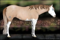 Horse Color:Bay Roan Pearl Splash