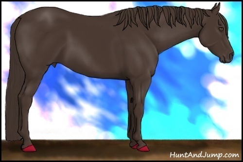 Horse Color:Liver Chestnut Frame