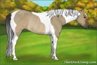 Horse Color:Brown Dun Tobiano Rabicano 