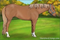Horse Color:Chestnut 