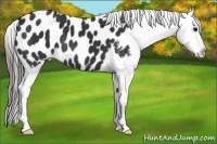 Horse Color:Black Appaloosa 