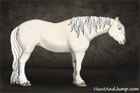 Horse Color:Cremello 