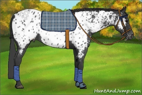 Horse Color:Blue Roan Appaloosa Rabicano 