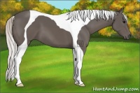 Horse Color:Silver Black Tobiano 