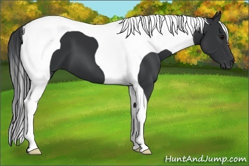 Horse Color:Black Tobiano Frame