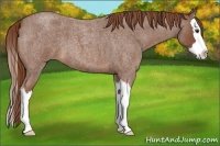 Horse Color:Red Roan Splash