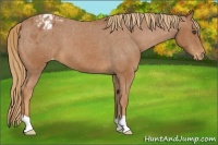 Horse Color:Chestnut Appaloosa 