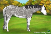 Horse Color:Grullo Ice Splash 