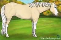 Horse Color:Silver Amber Cream Champagne Dun Splash Rabicano 