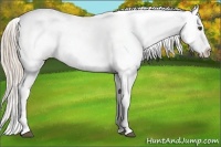 Horse Color:Palomino Roan Dun Appaloosa 