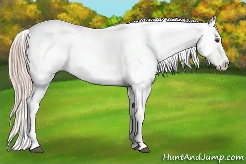 Horse Color:Palomino Appaloosa