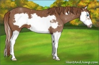 Horse Color:Chestnut Splash Frame