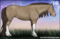 Horse Color:Classic Champagne 