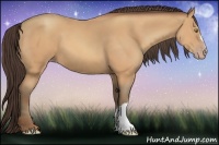 Horse Color:Amber Champagne