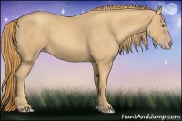 Horse Color:Gold Champagne 