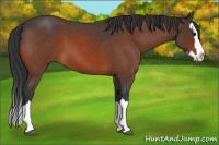 Horse Color:Bay Roan Splash