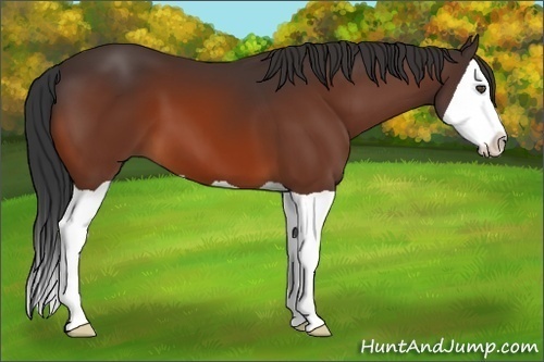 Horse Color:Bay Splash 