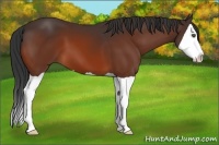 Horse Color:Bay Splash