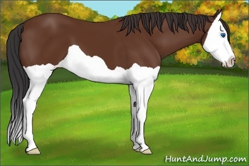 Horse Color:Bay Splash 