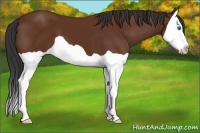 Horse Color:Bay Splash 