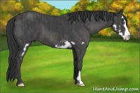 Horse Color:Black Splash Frame Brindle